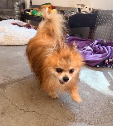 Enlarge Minion, a ADOPTABLE Pomeranian in Santa Rosa, CA image 4/5