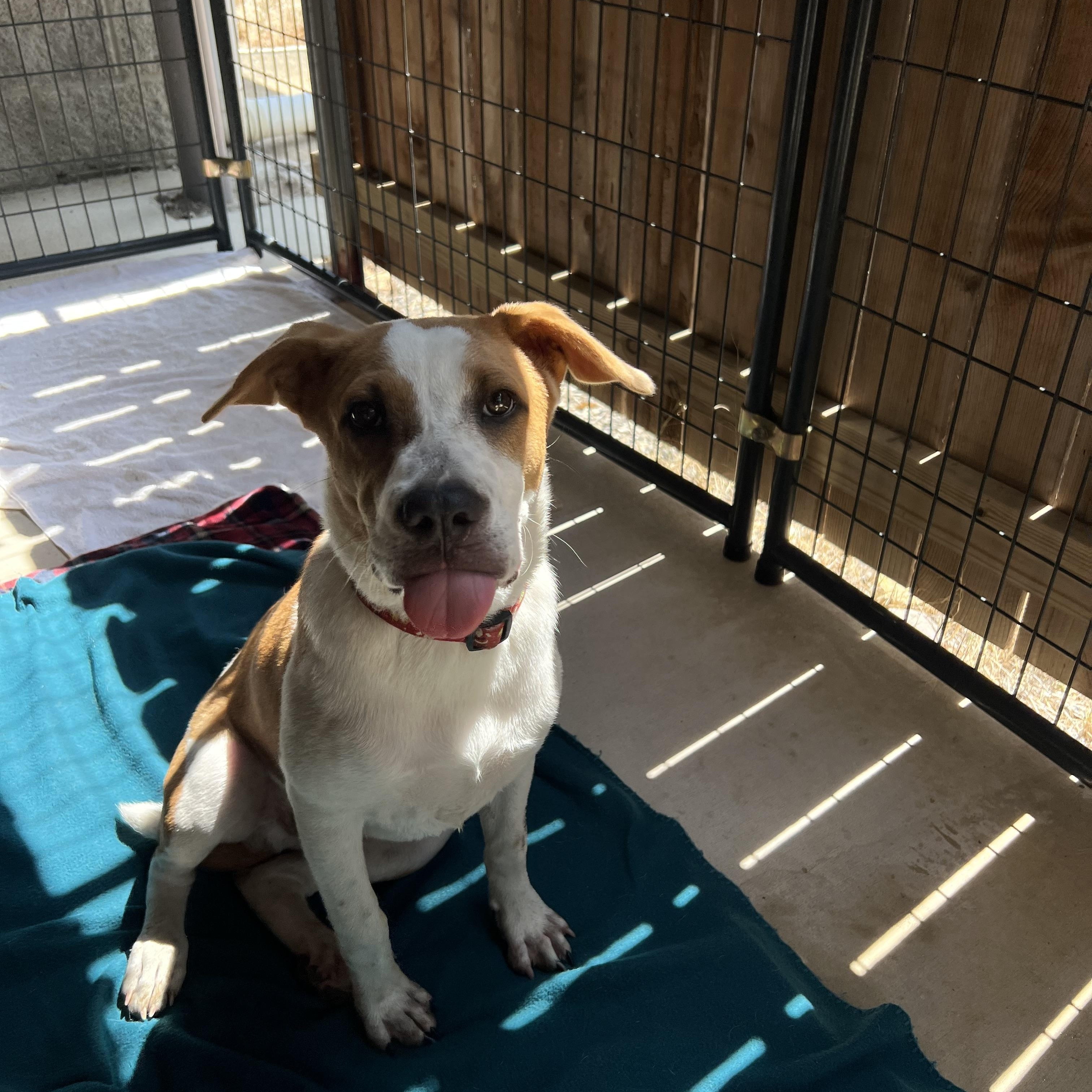 Enlarge Waylon, a Adoptable mixed breed in San Antonio, TX image 5/5