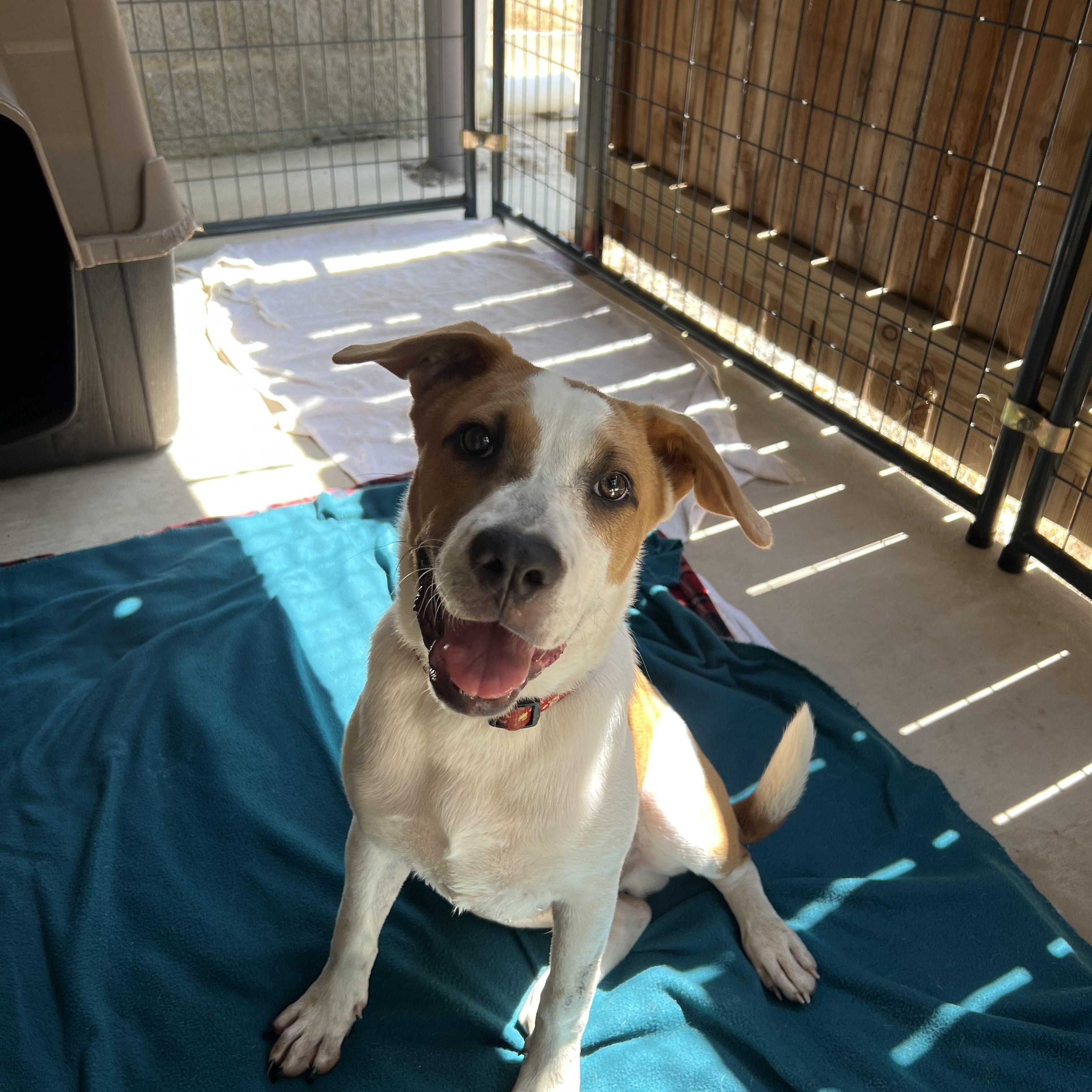 Enlarge Waylon, a Adoptable mixed breed in San Antonio, TX image 1/5