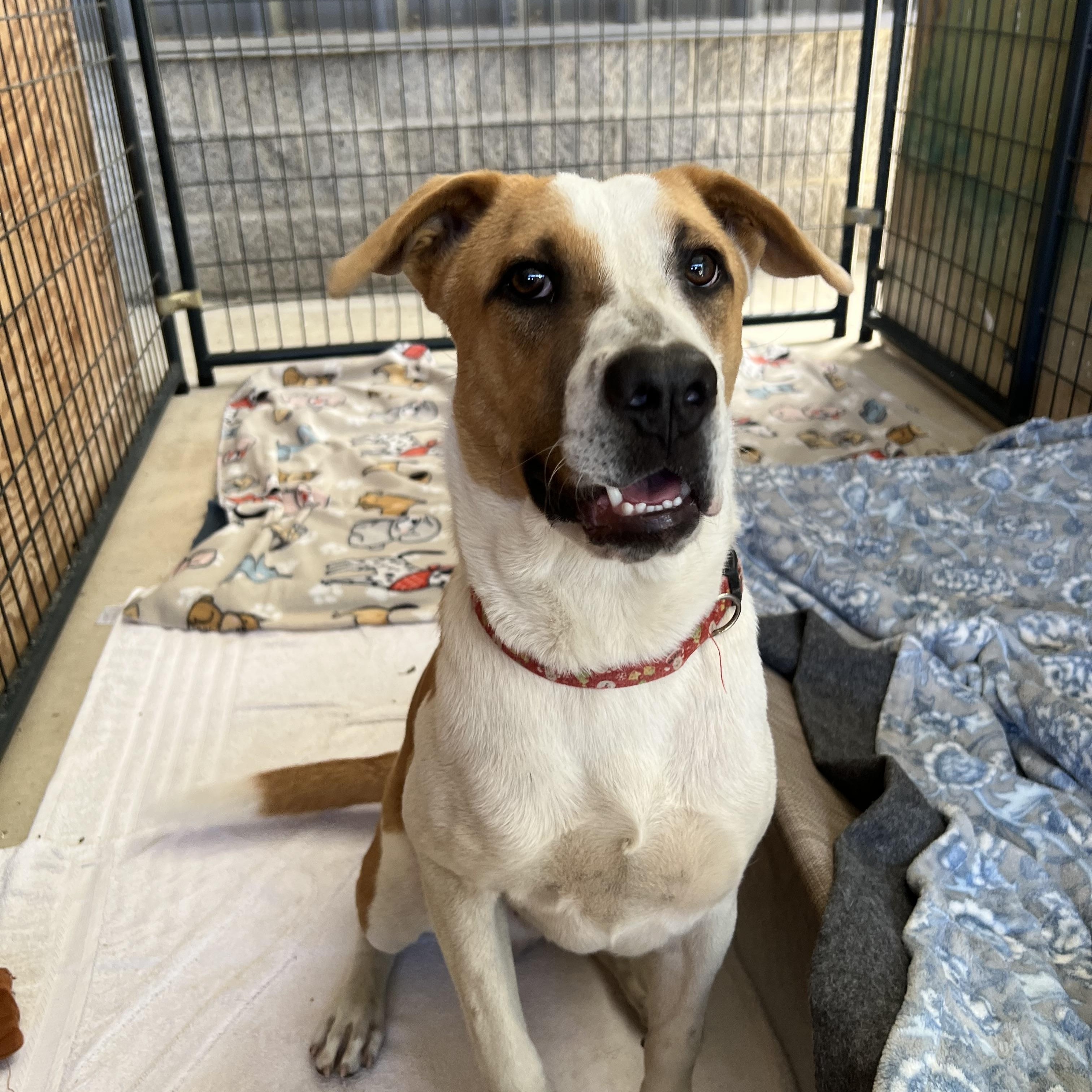 Enlarge Waylon, a Adoptable mixed breed in San Antonio, TX image 2/5
