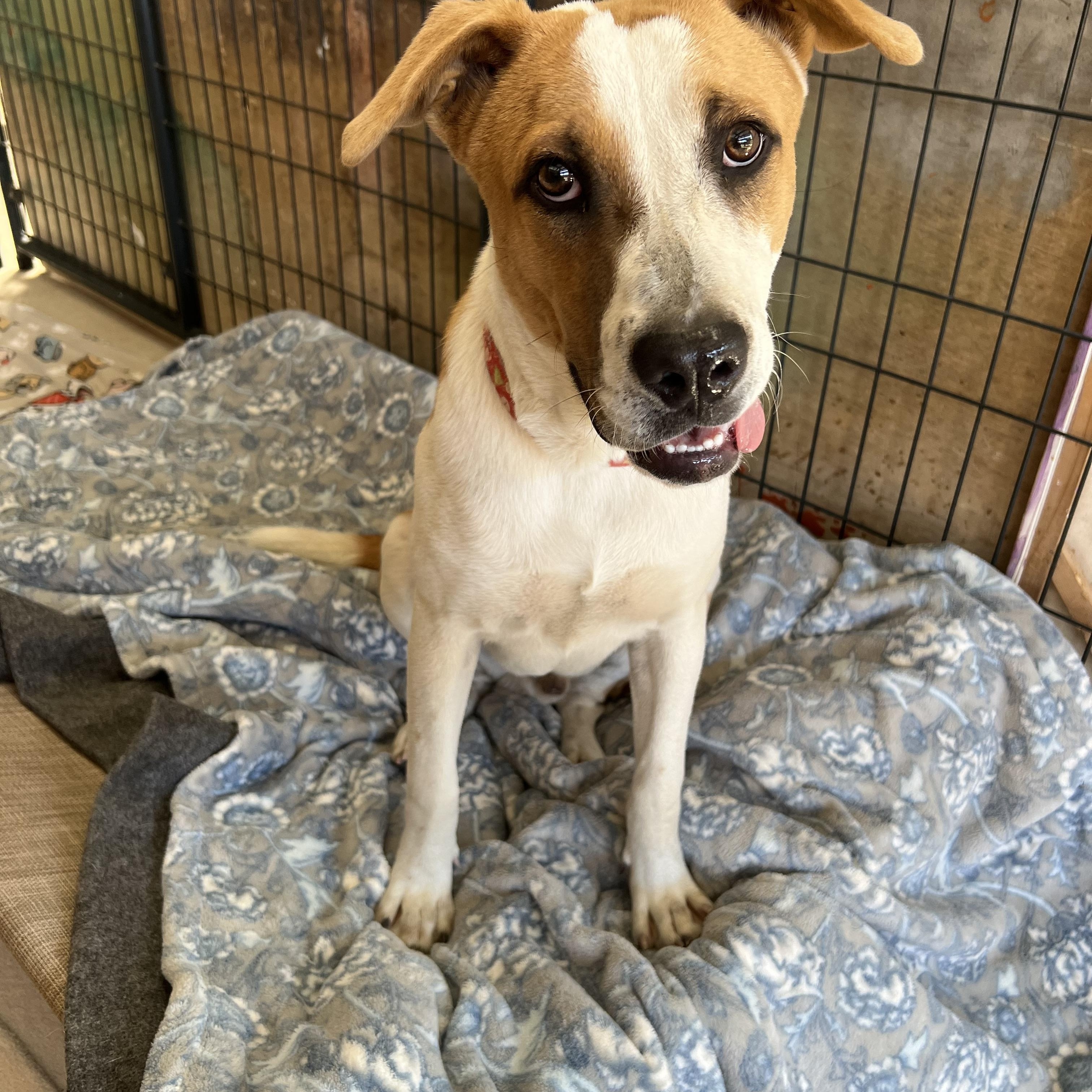 Enlarge Waylon, a Adoptable mixed breed in San Antonio, TX image 4/5