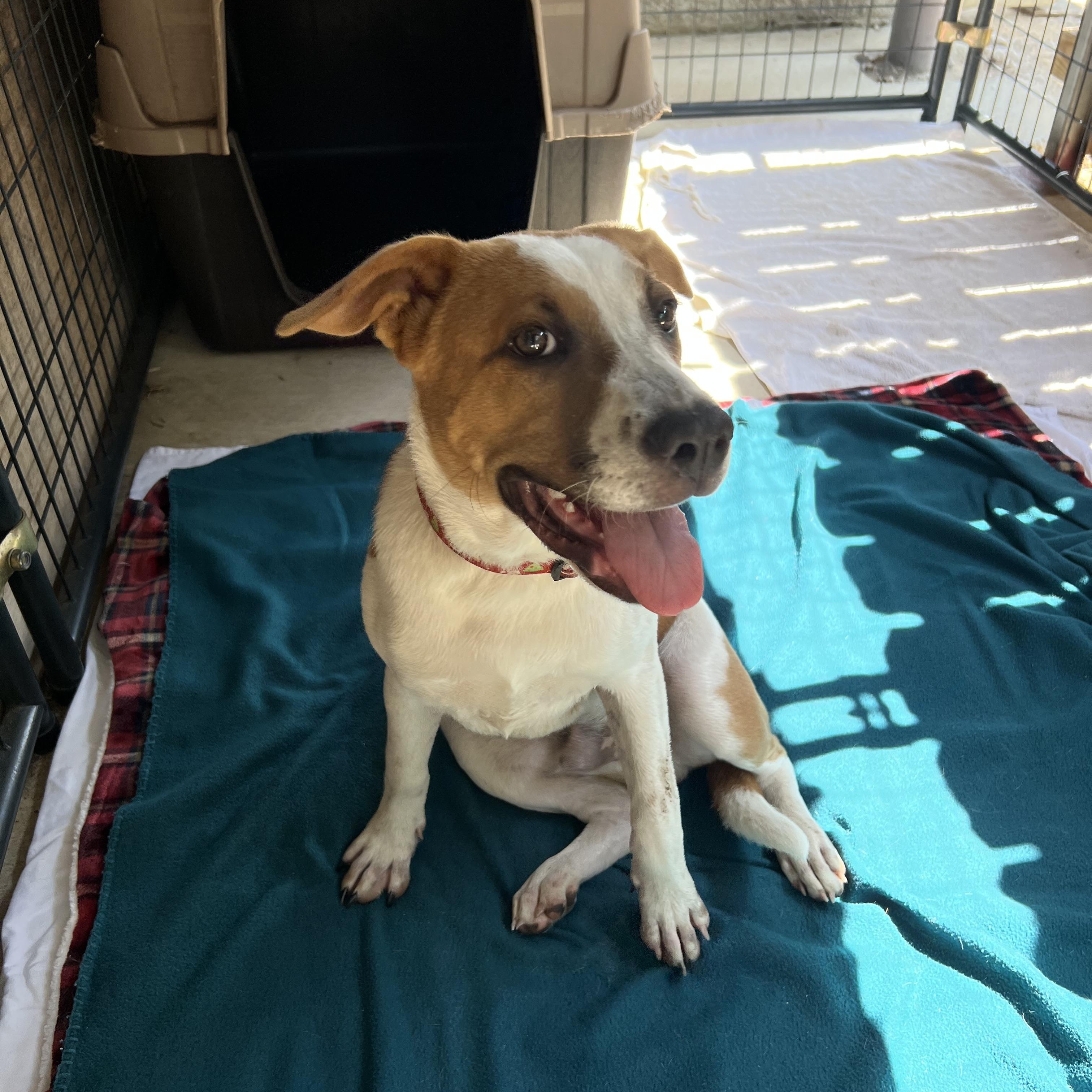 Enlarge Waylon, a Adoptable mixed breed in San Antonio, TX image 3/5