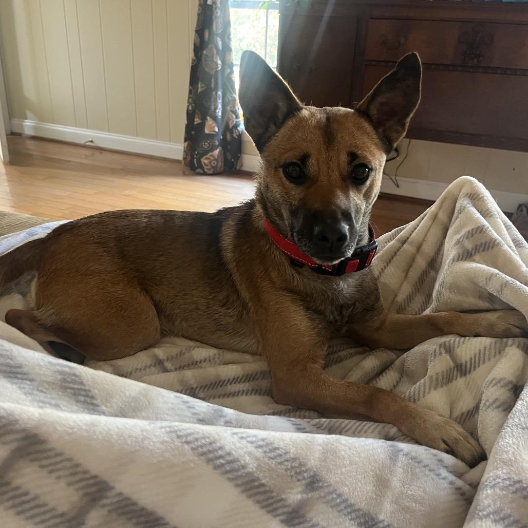 Enlarge Coco (Adoption Fee Sponsored!)-In Foster, a Adoptable Mixed Breed in Alabaster, AL image 1/6