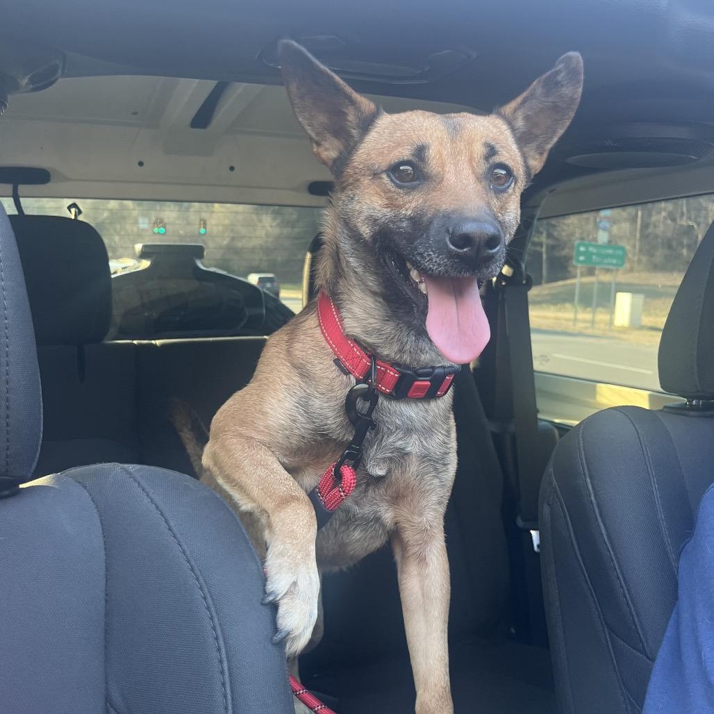 Enlarge Coco (Adoption Fee Sponsored!)-In Foster, a Adoptable Mixed Breed in Alabaster, AL image 2/6