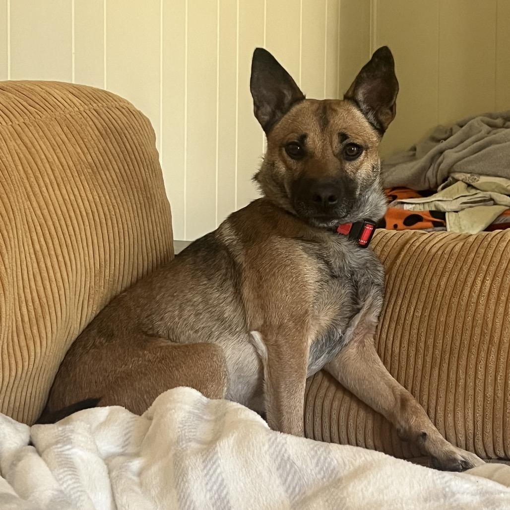 Enlarge Coco (Adoption Fee Sponsored!)-In Foster, a Adoptable Mixed Breed in Alabaster, AL image 3/6