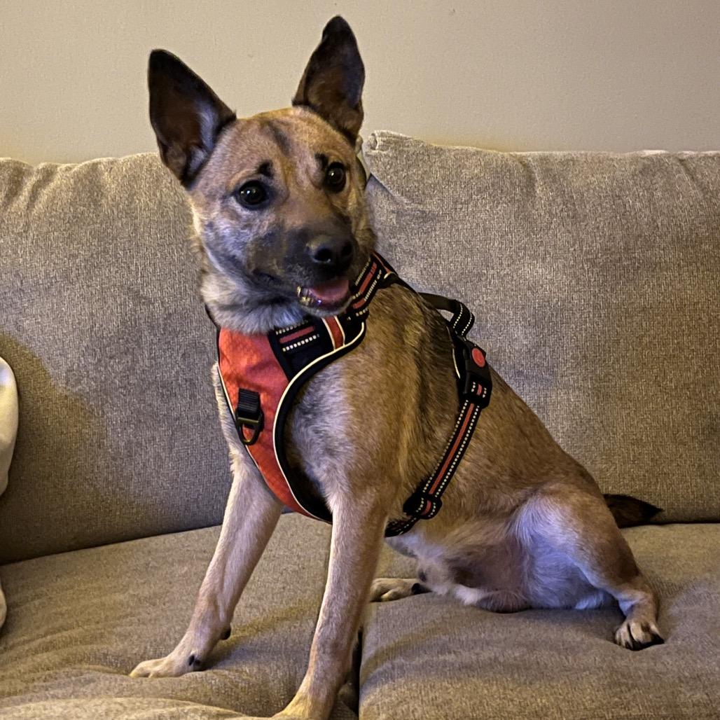 Enlarge Coco (Adoption Fee Sponsored!)-In Foster, a Adoptable Mixed Breed in Alabaster, AL image 4/6