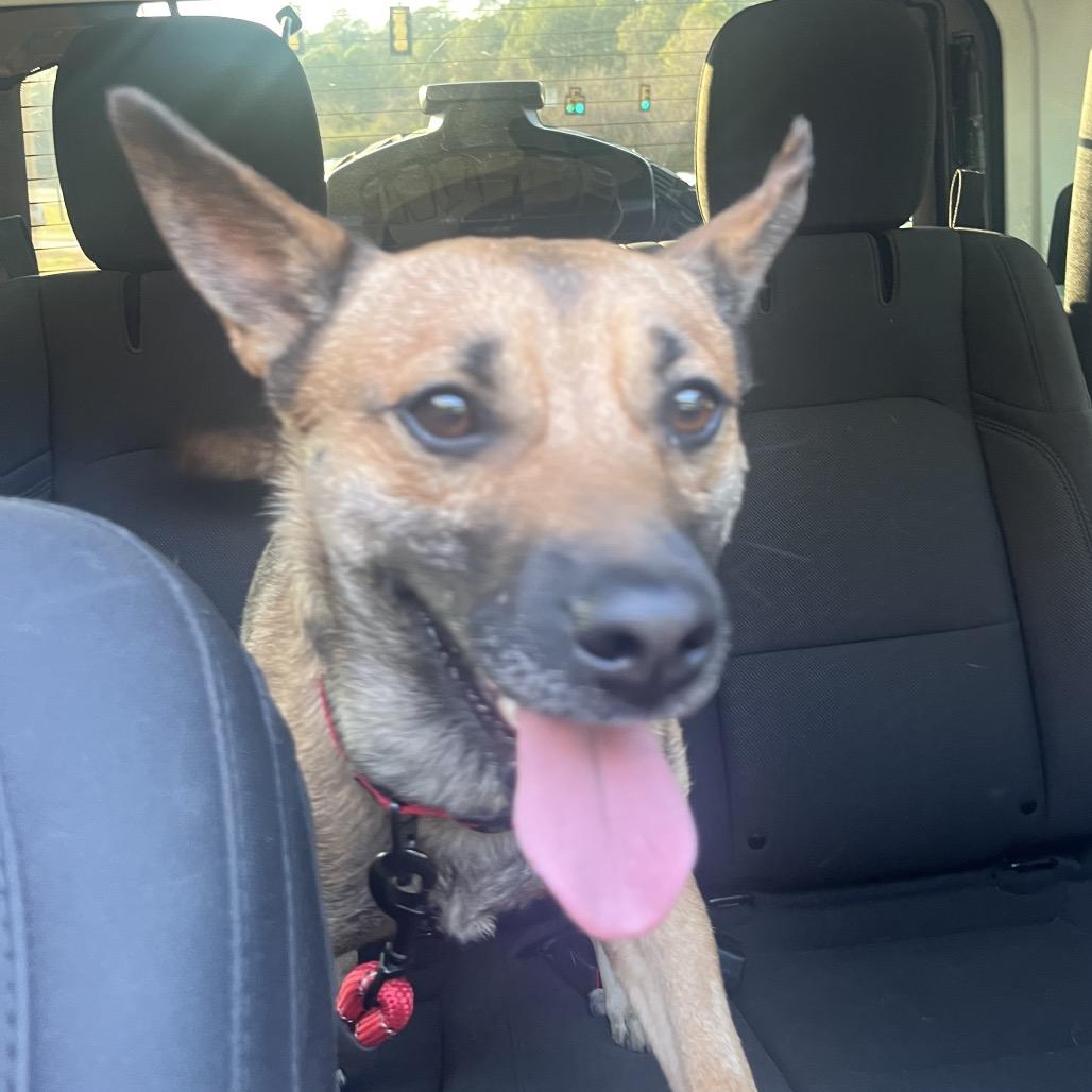 Enlarge Coco (Adoption Fee Sponsored!)-In Foster, a Adoptable Mixed Breed in Alabaster, AL image 5/6