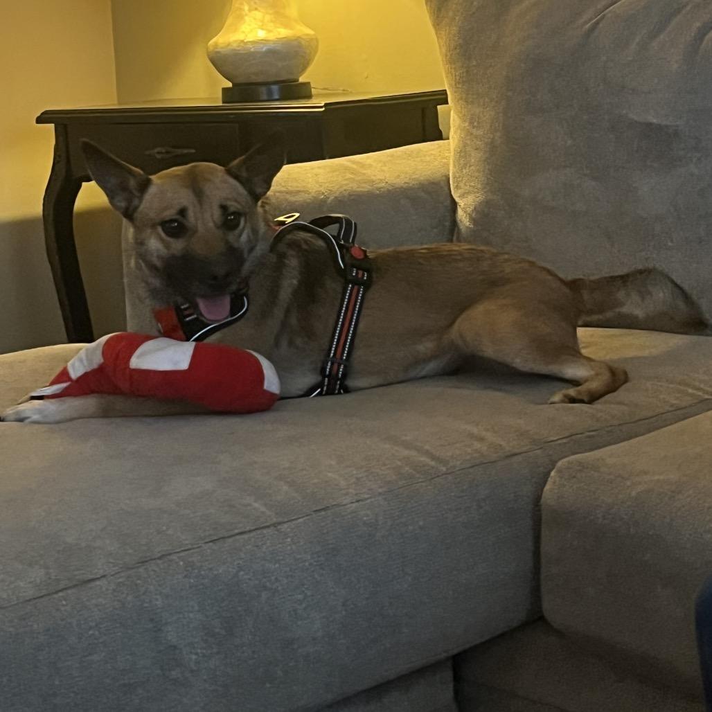 Enlarge Coco (Adoption Fee Sponsored!)-In Foster, a Adoptable Mixed Breed in Alabaster, AL image 6/6