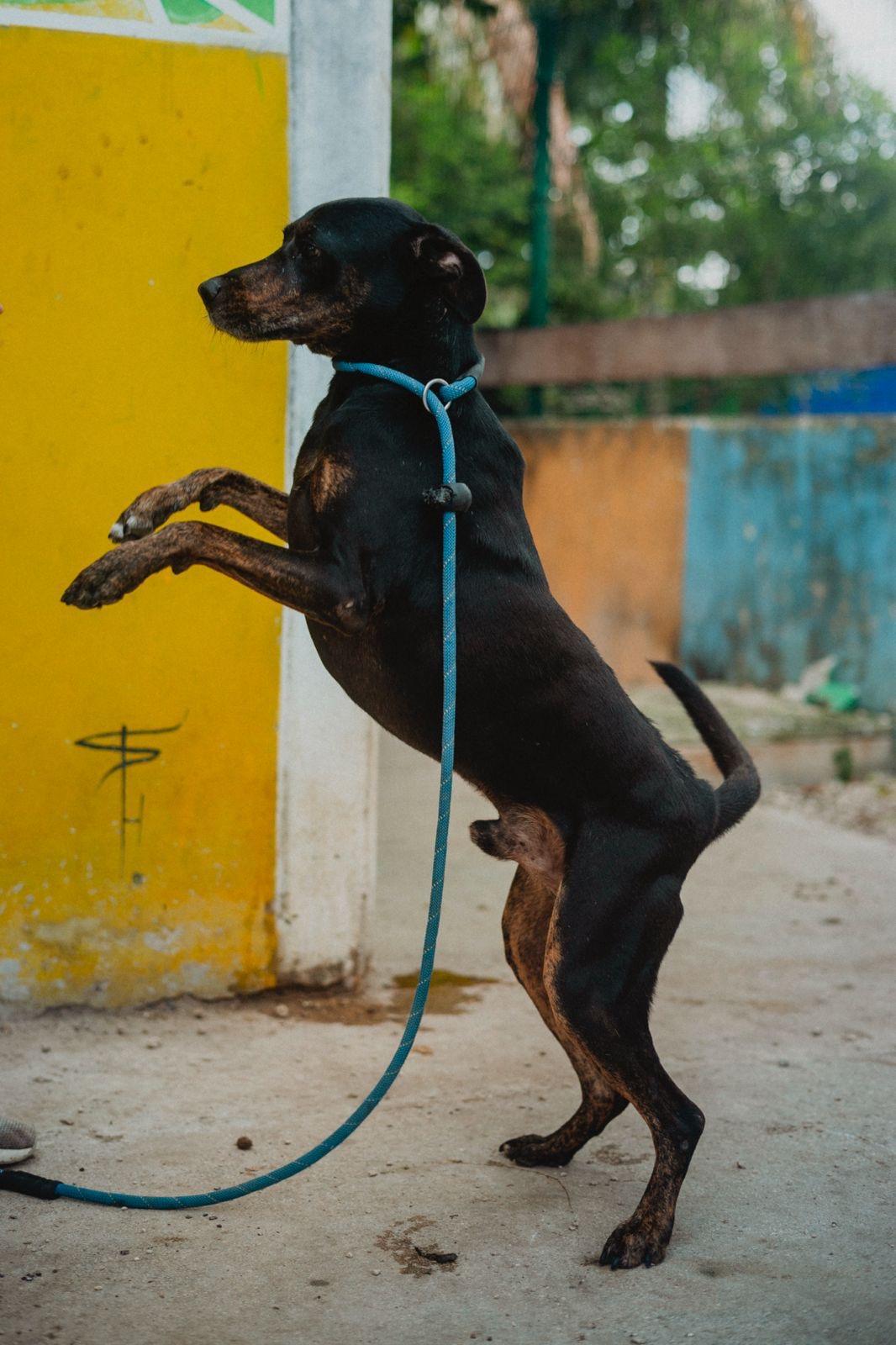 Enlarge Shadow, a ADOPTABLE mixed breed in New York, NY image 6/6
