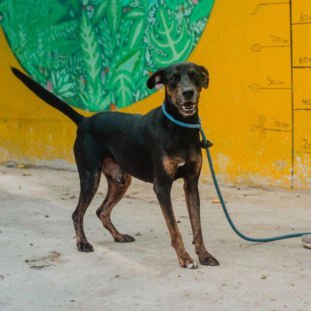Enlarge Shadow, a ADOPTABLE mixed breed in New York, NY image 2/6