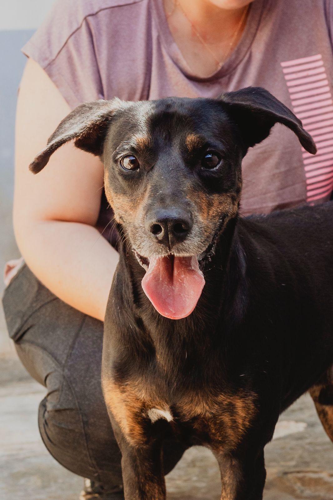 Enlarge Shadow, a ADOPTABLE mixed breed in New York, NY image 5/6