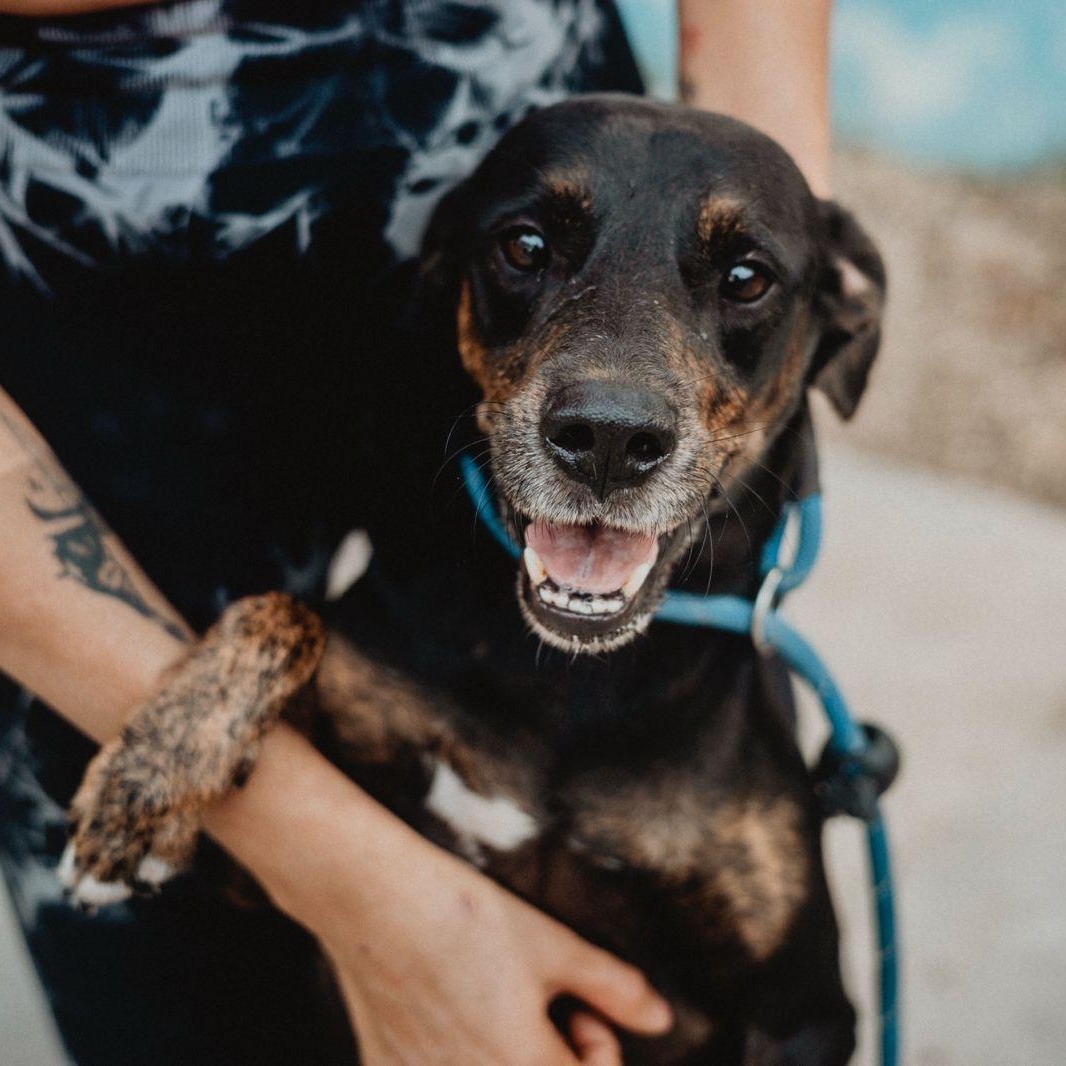 Shadow, ADOPTABLE, Adult Male Doberman Pinscher & Whippet.