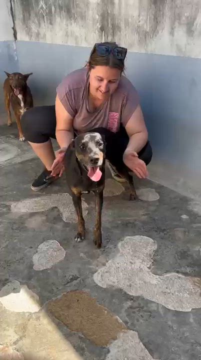 Enlarge Shadow, a ADOPTABLE mixed breed in New York, NY video 4/6
