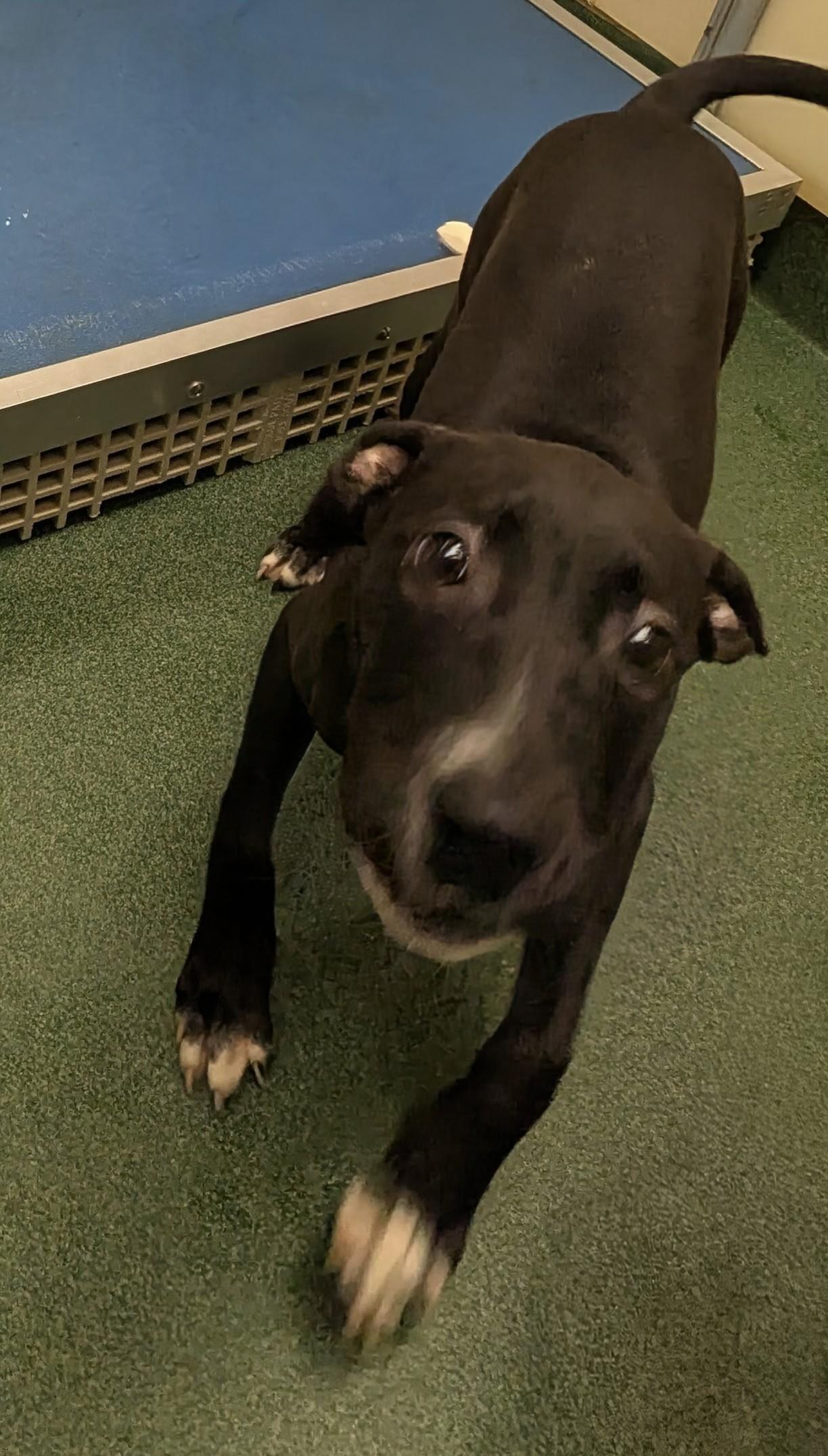 Star A212560