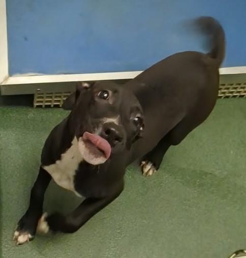 Star A212560