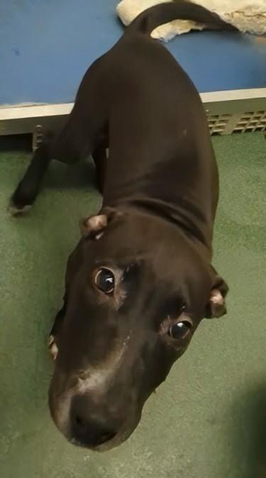 Star A212560