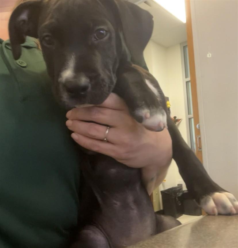 Star A212560