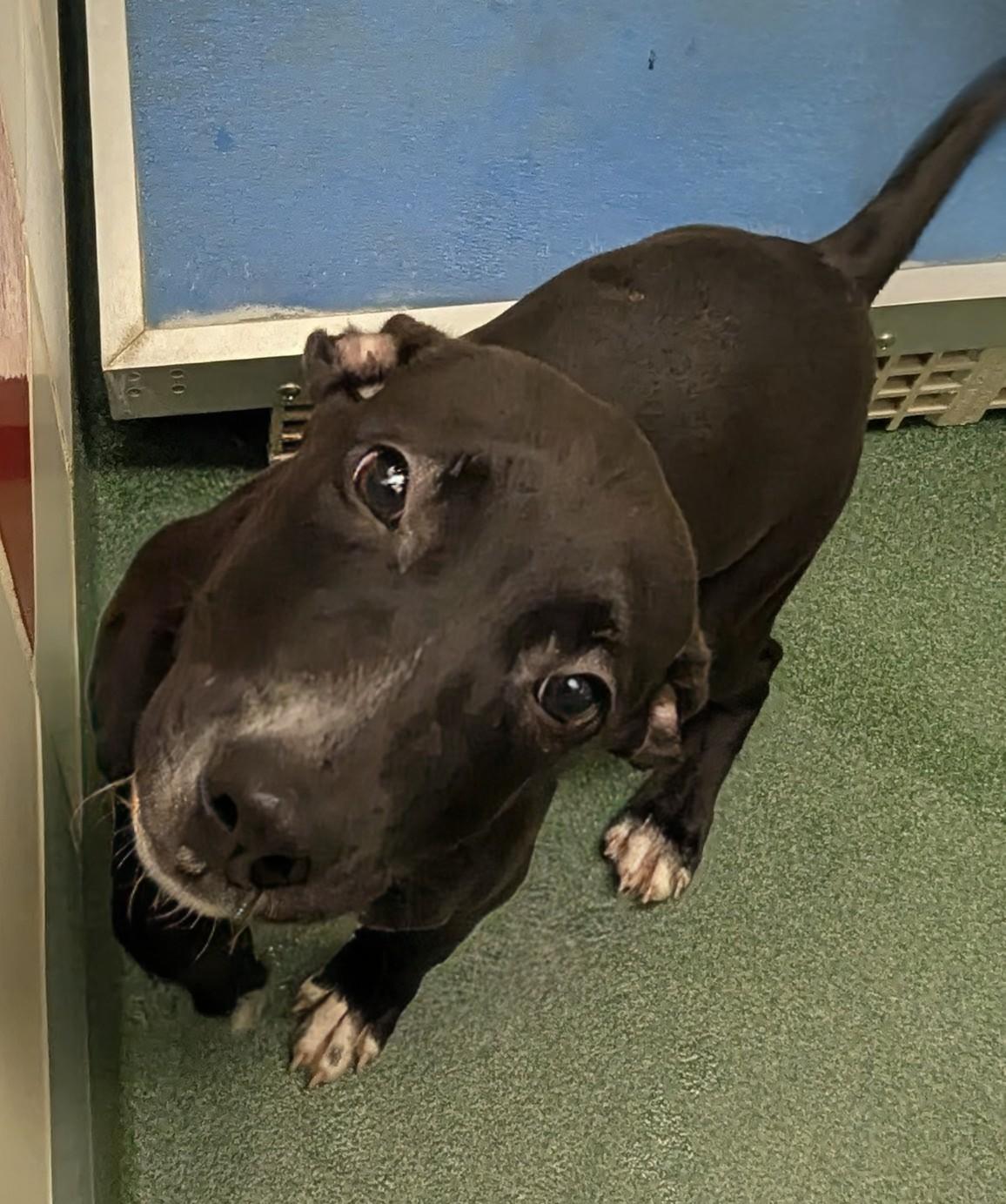 Star A212560