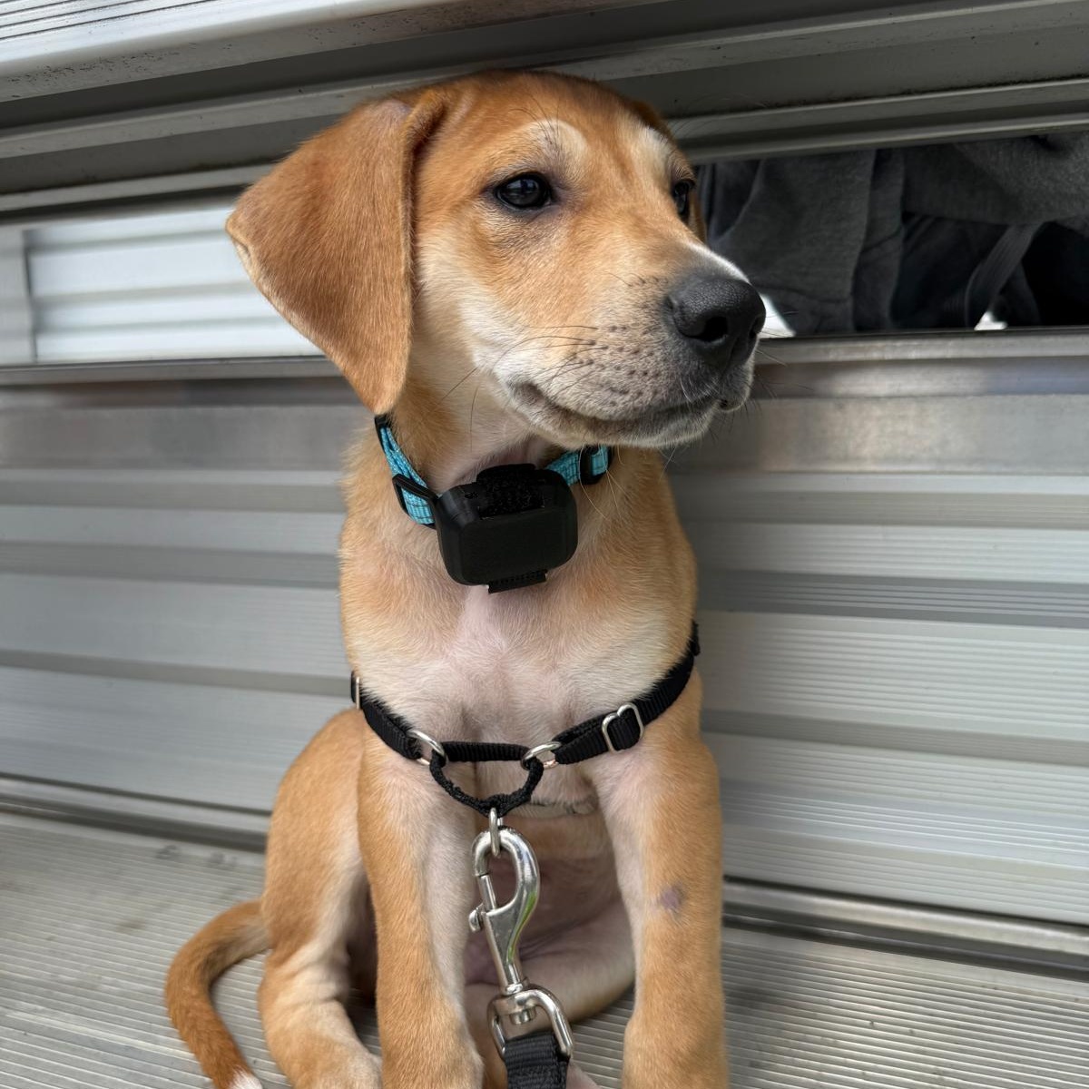 Enlarge Bruno, an adopted mixed breed in Lancaster, PA image 4/4