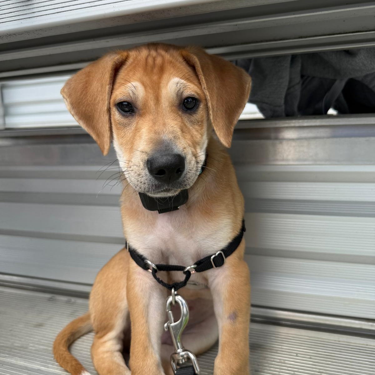 Enlarge Bruno, an adopted mixed breed in Lancaster, PA image 2/4
