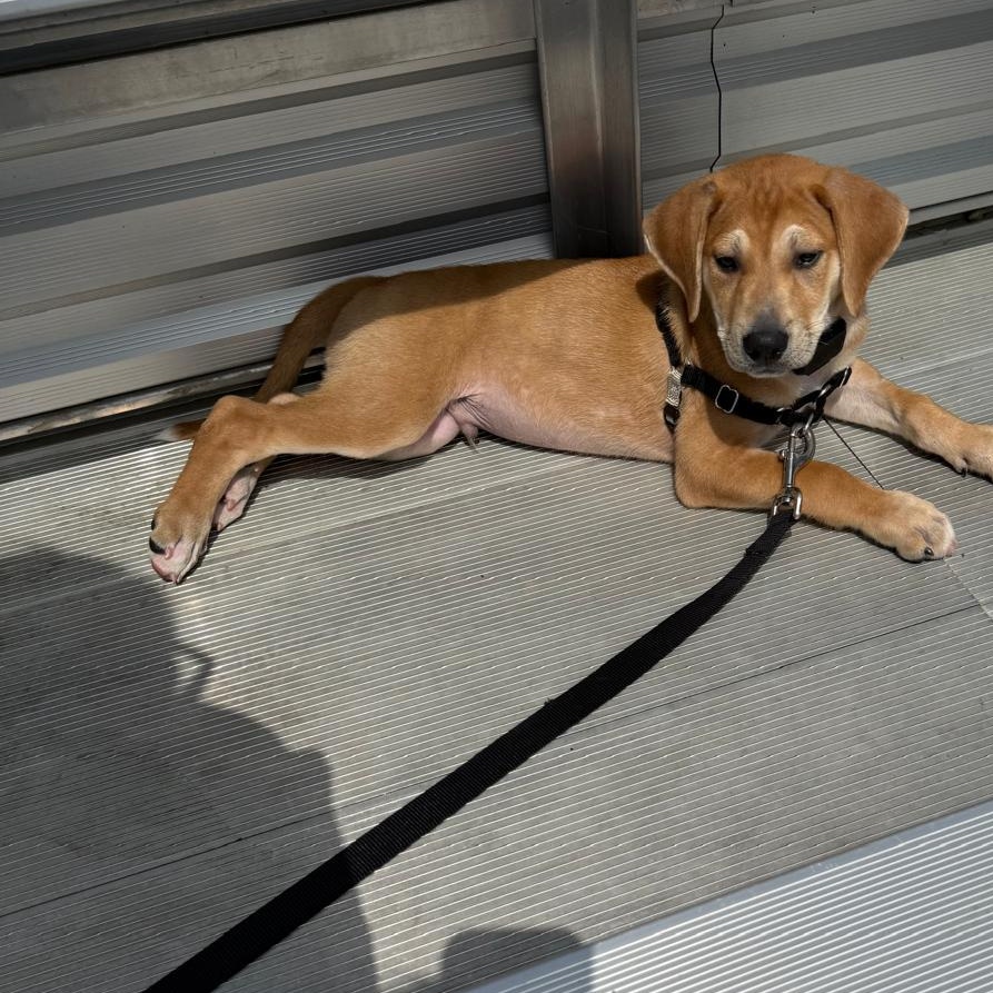 Enlarge Bruno, an adopted mixed breed in Lancaster, PA image 3/4