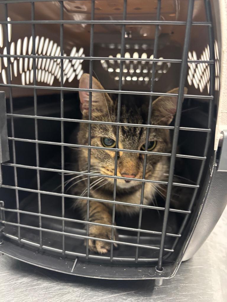 Frankie, Adoptable, Adult Male Manx.