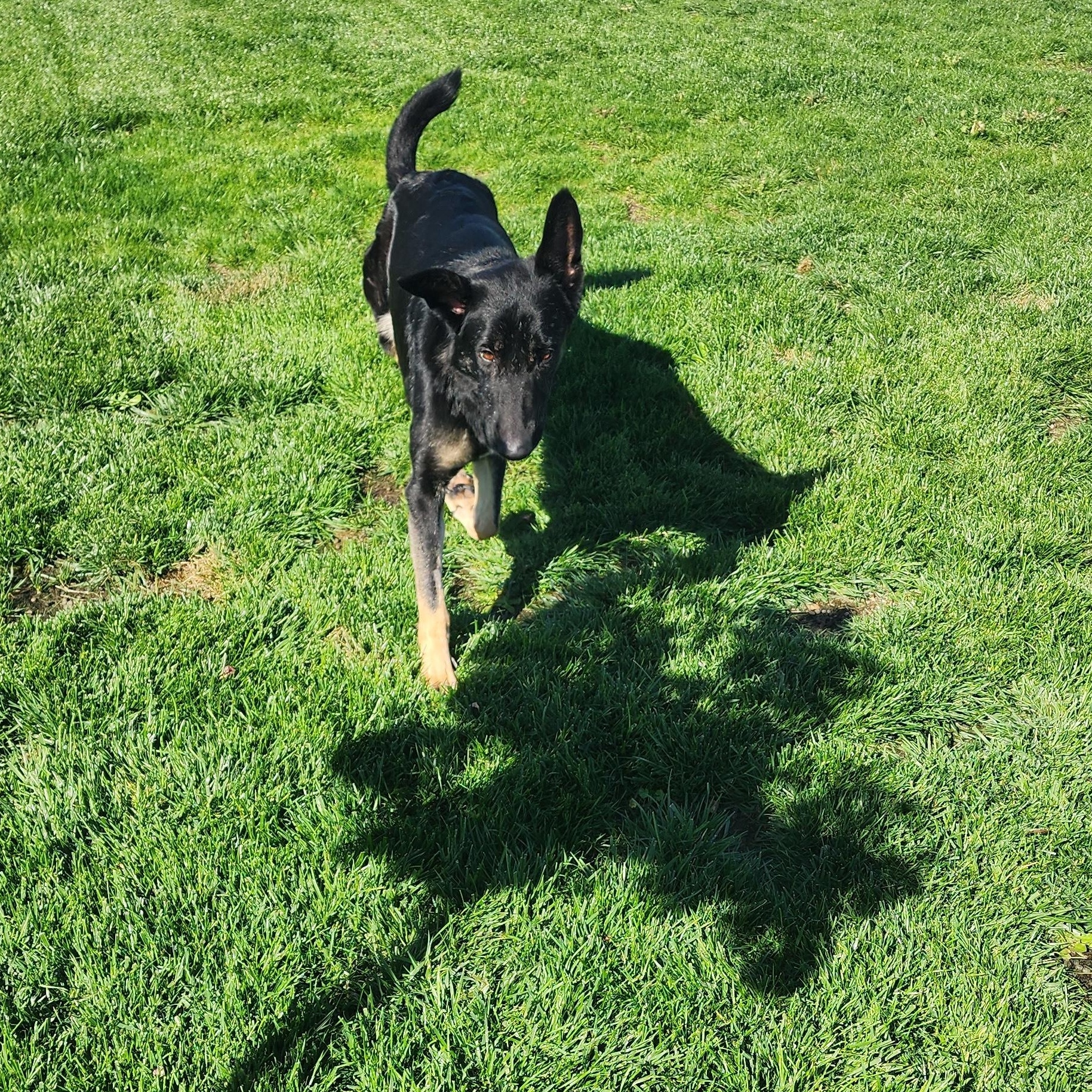 Enlarge Artemis, a Adoptable German Shepherd Dog in Temecula, CA image 2/6