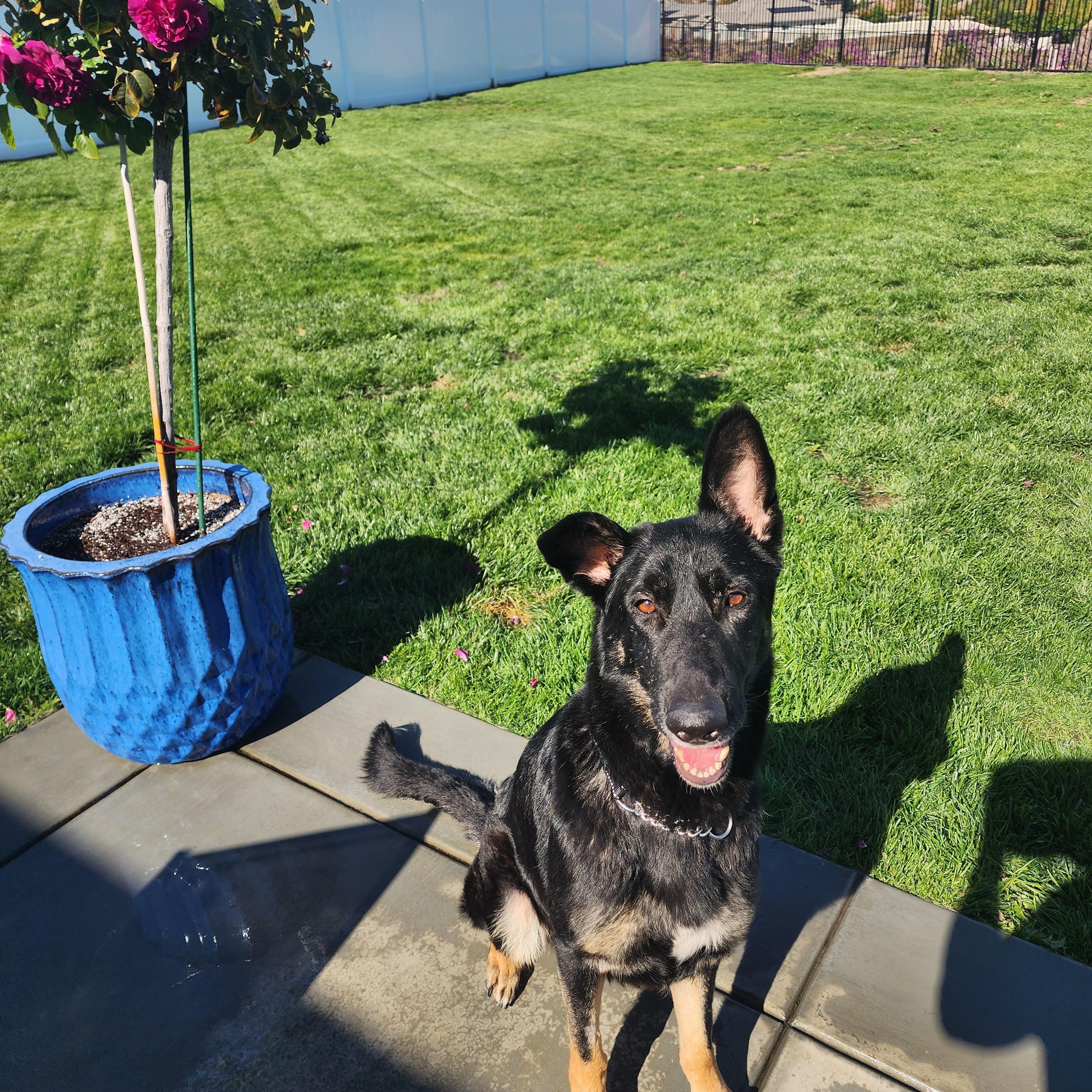 Enlarge Artemis, a Adoptable German Shepherd Dog in Temecula, CA image 4/6