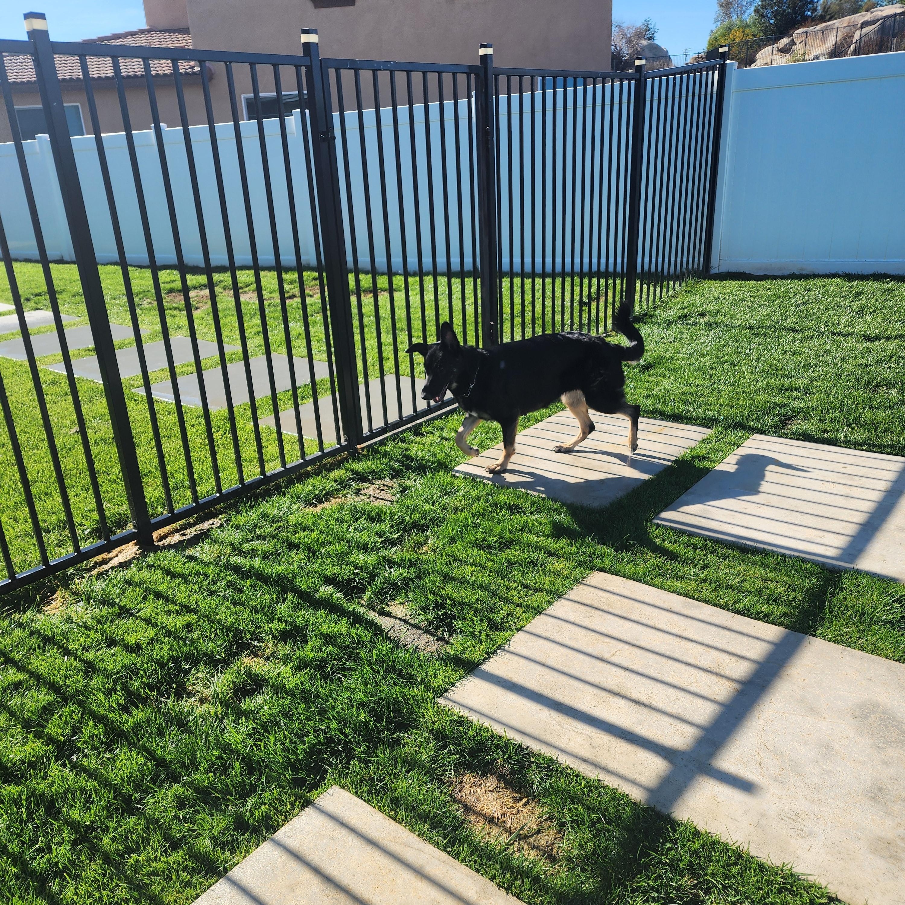 Enlarge Artemis, a Adoptable German Shepherd Dog in Temecula, CA image 5/6