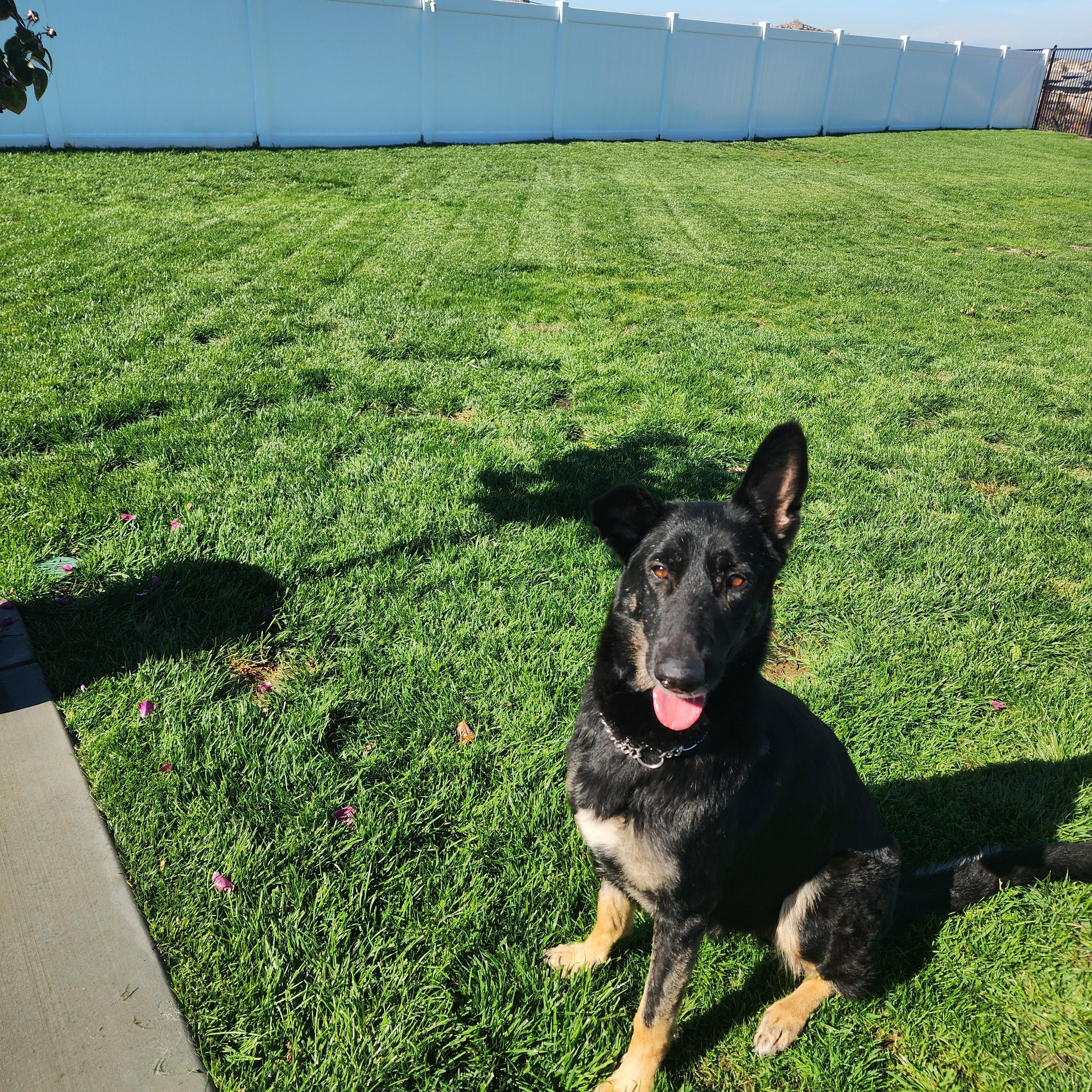 Enlarge Artemis, a Adoptable German Shepherd Dog in Temecula, CA image 6/6