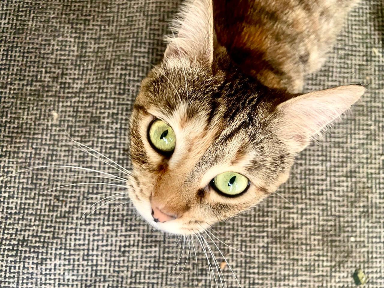 Olive  The One thumbnail 3