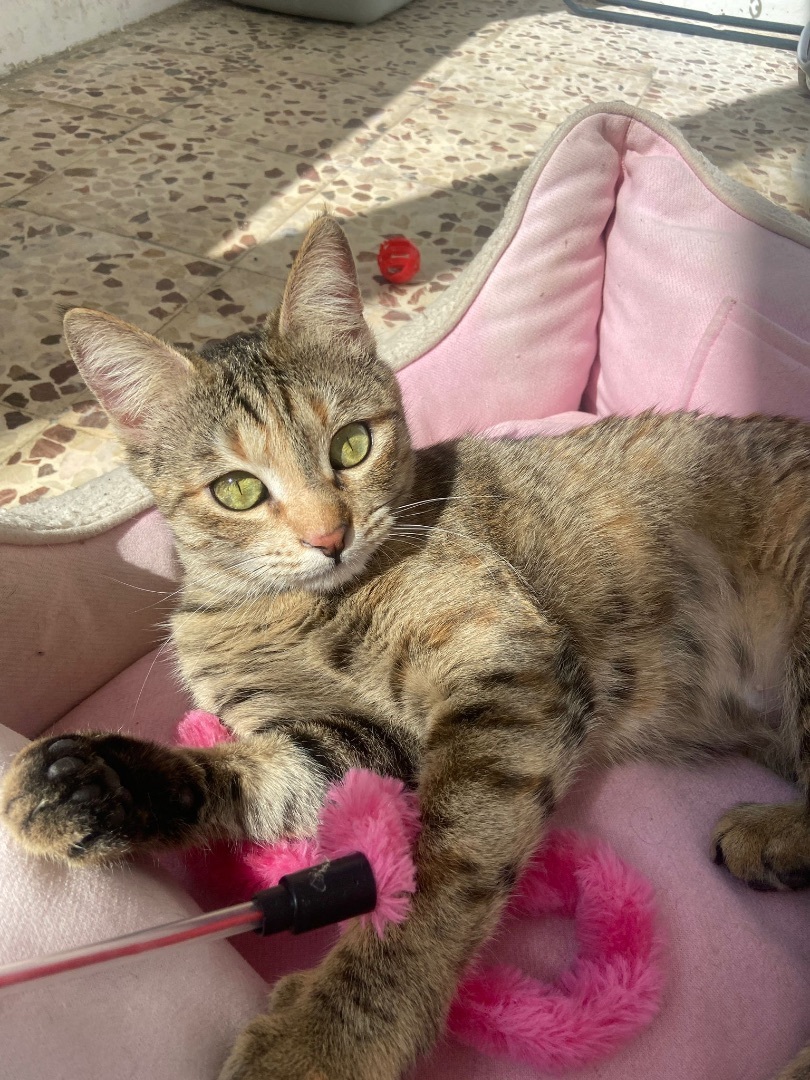 Olive  The One thumbnail 6