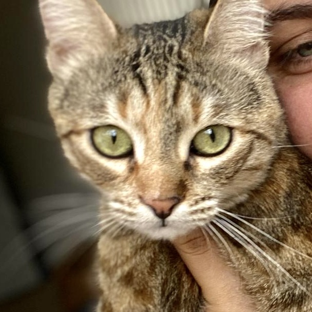 Olive, the One of a Kind Feline