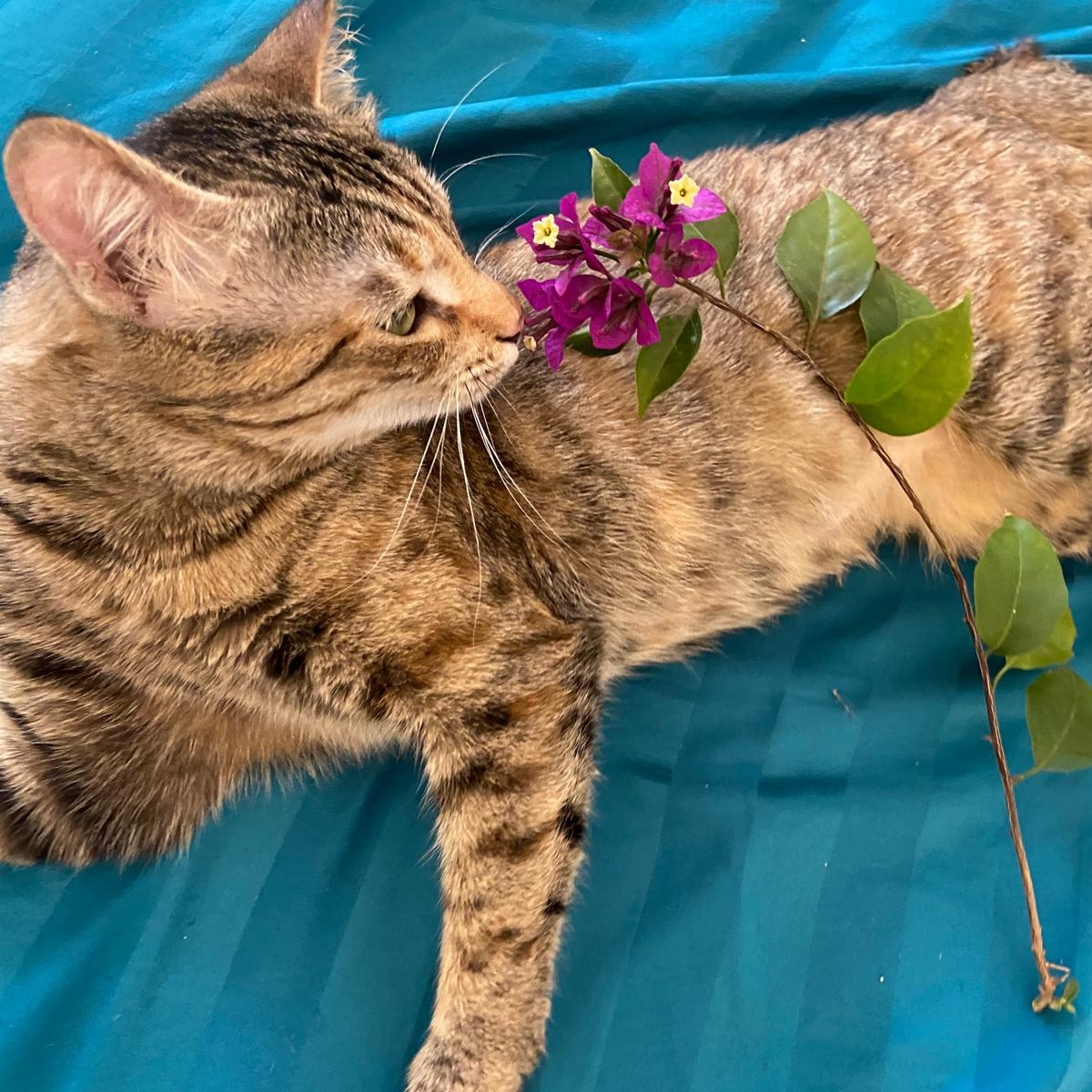 Olive  The One thumbnail 5