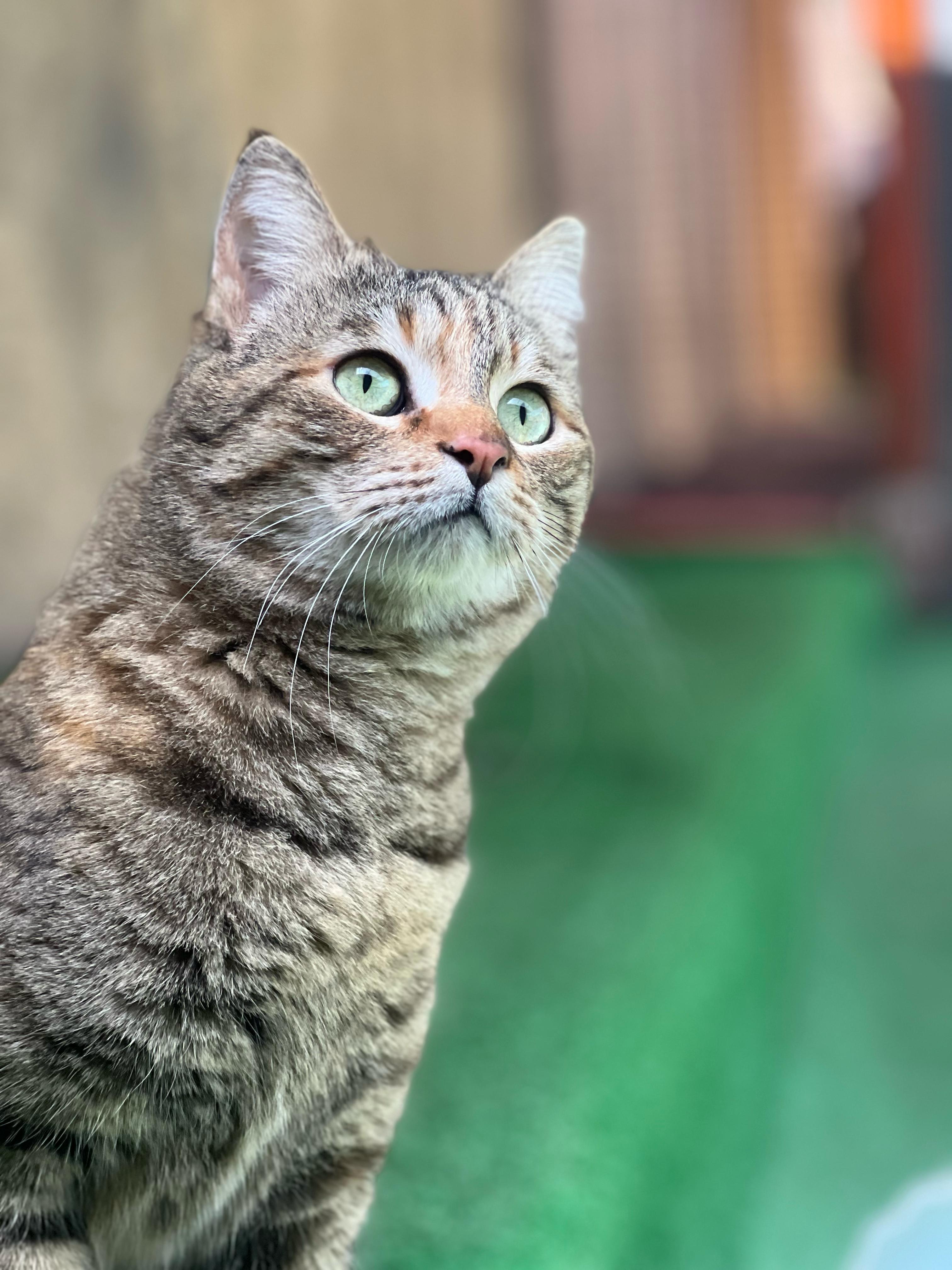 Olive  The One thumbnail 1