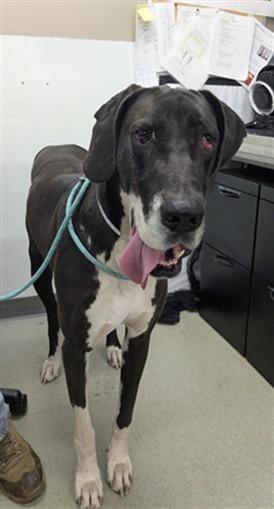 LUNA, Adoptable, Adult Female Great Dane.