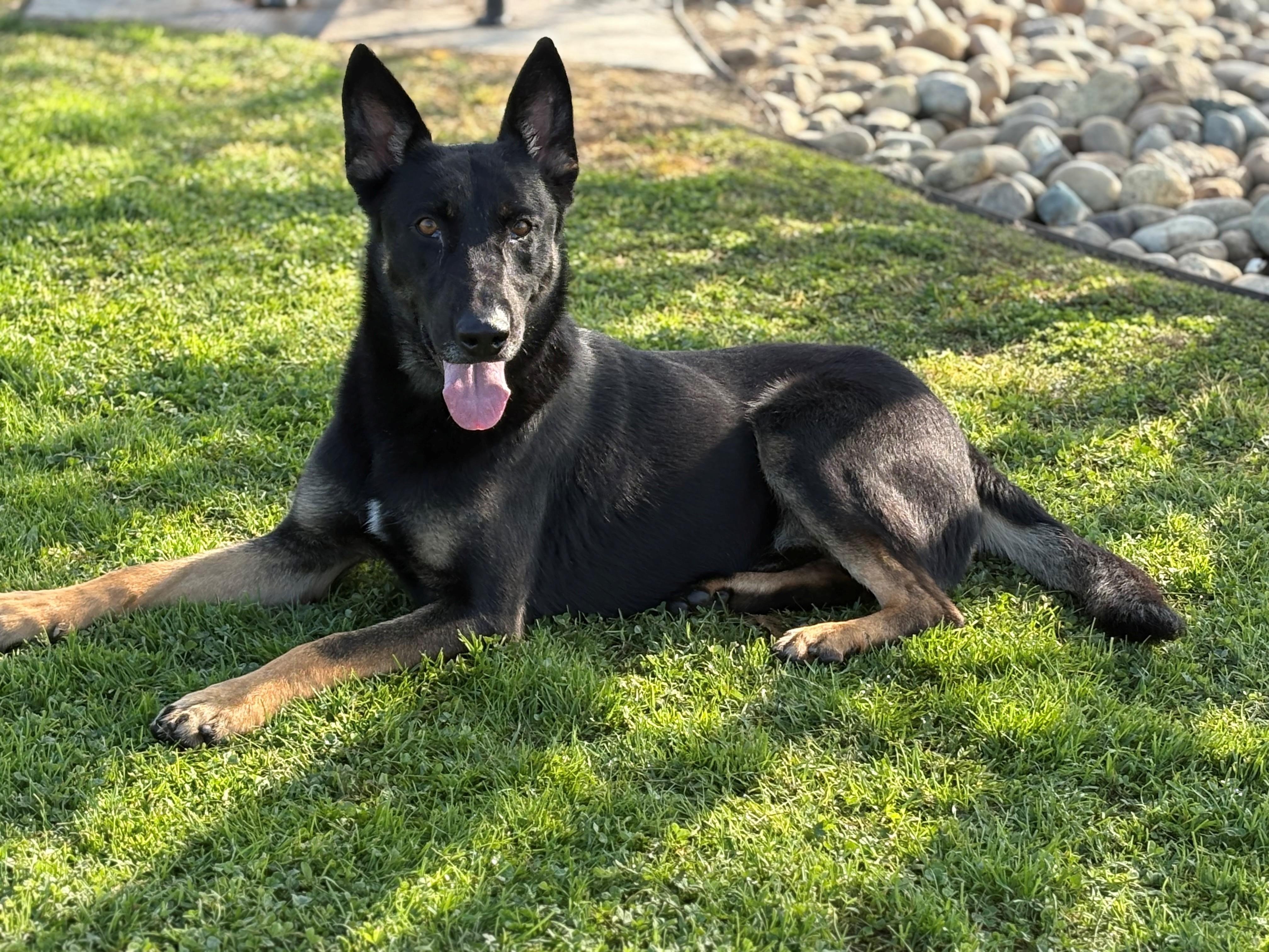 Enlarge Manuel , an adopted German Shepherd Dog in Delano, CA image 1/2