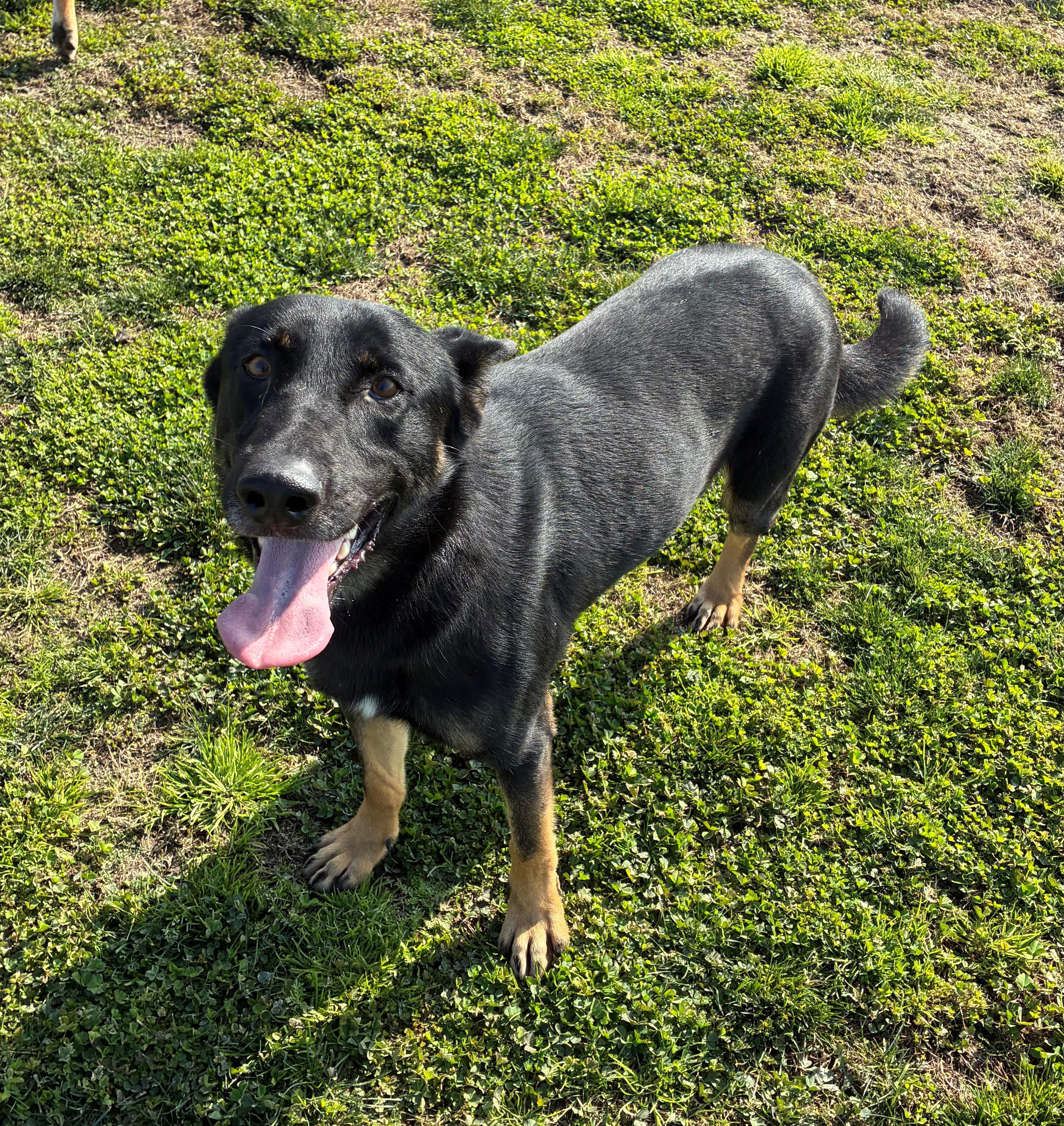 Enlarge Manuel , an adopted German Shepherd Dog in Delano, CA image 2/2