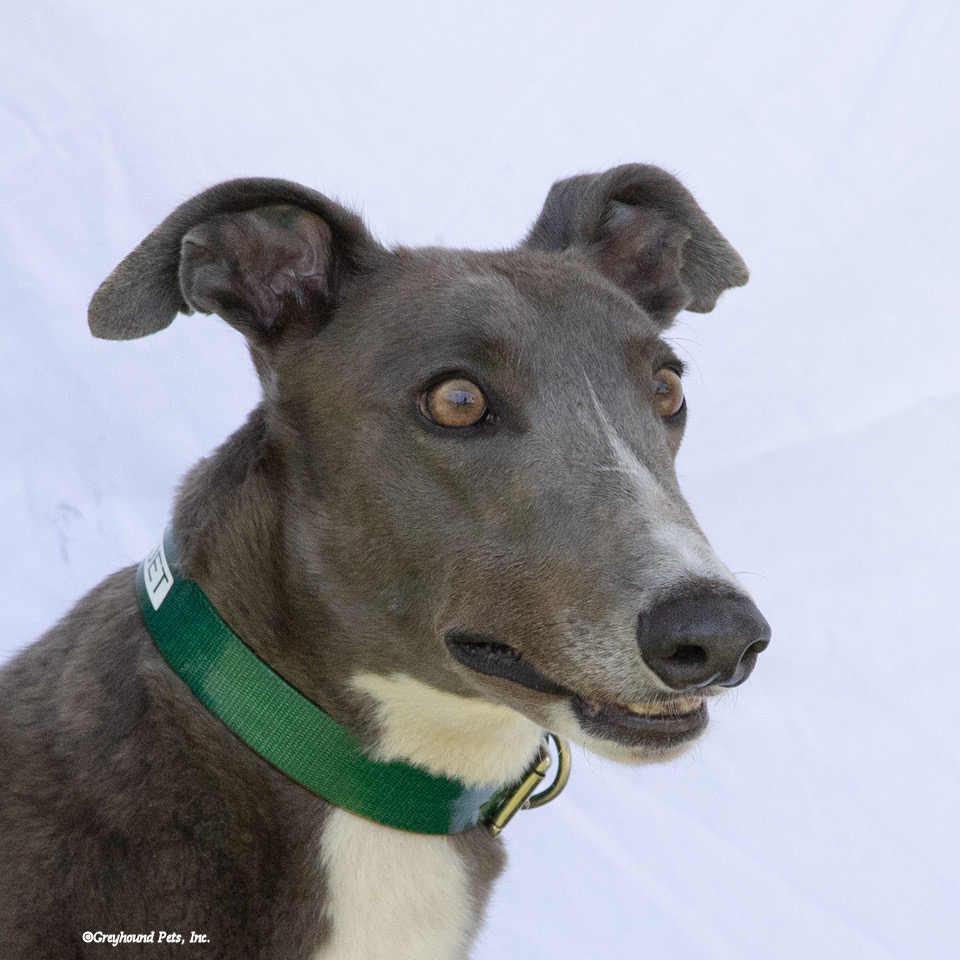 Jet, Adopted, Adult Male Greyhound.