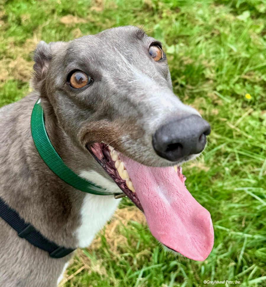 Jet, a Adopted Greyhound in Woodinville, WA image 2/3