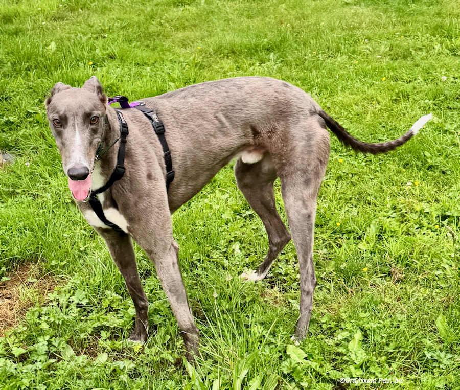 Jet, a Adopted Greyhound in Woodinville, WA image 3/3