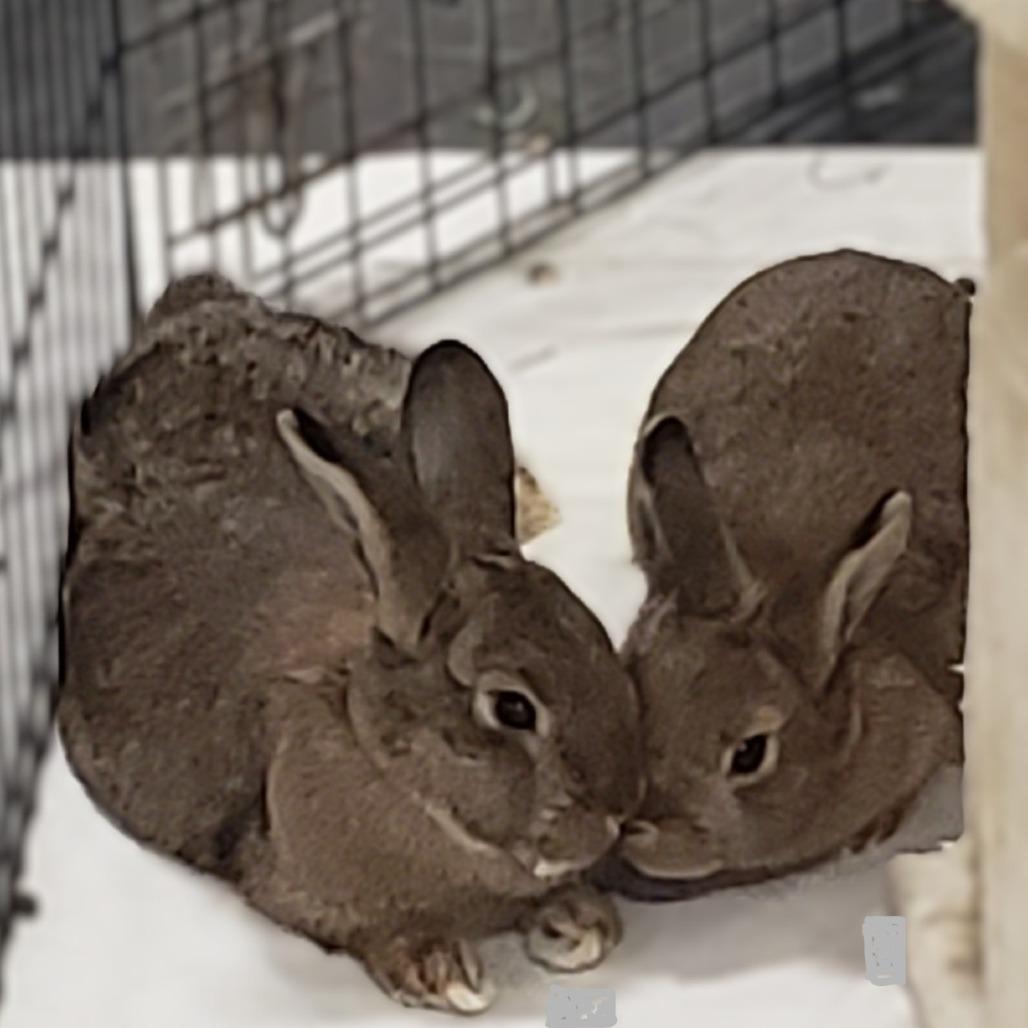 Enlarge Spruce with Maple, a Adoptable Bunny Rabbit in Erie, CO image 1/5