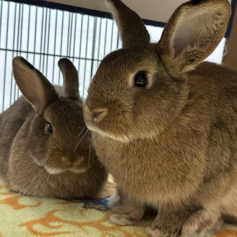 Enlarge Spruce with Maple, a Adoptable Bunny Rabbit in Erie, CO image 2/5