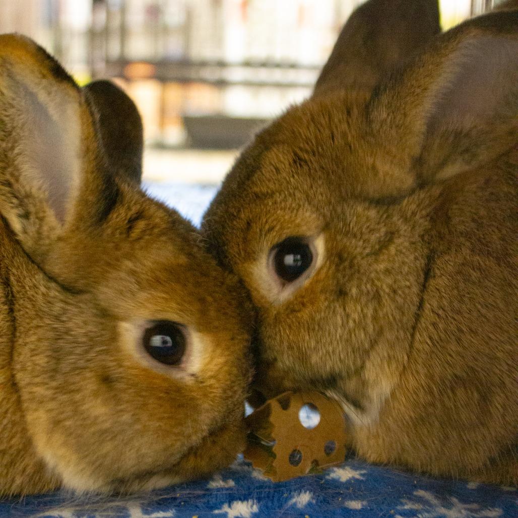 Enlarge Spruce with Maple, a Adoptable Bunny Rabbit in Erie, CO image 4/5