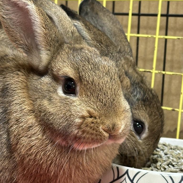 Enlarge Spruce with Maple, a Adoptable Bunny Rabbit in Erie, CO image 5/5