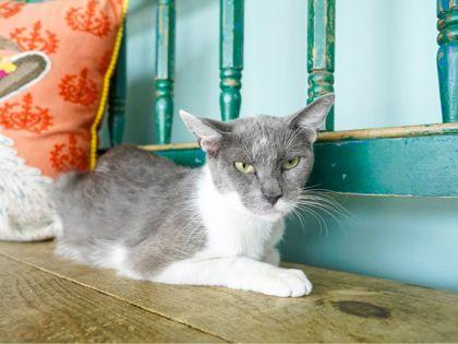 Selena, Adoptable, Adult Female Domestic Short Hair & Domestic Short Hair.