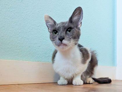 Selena, a Adoptable mixed breed in San Antonio, TX image 2/3