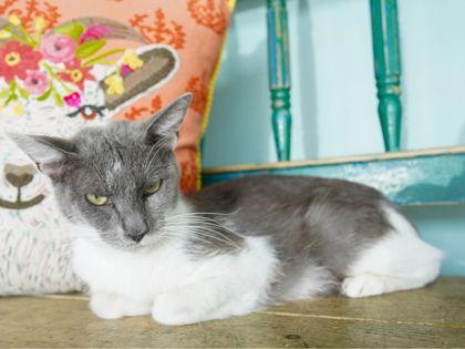 Selena, a Adoptable mixed breed in San Antonio, TX image 3/3