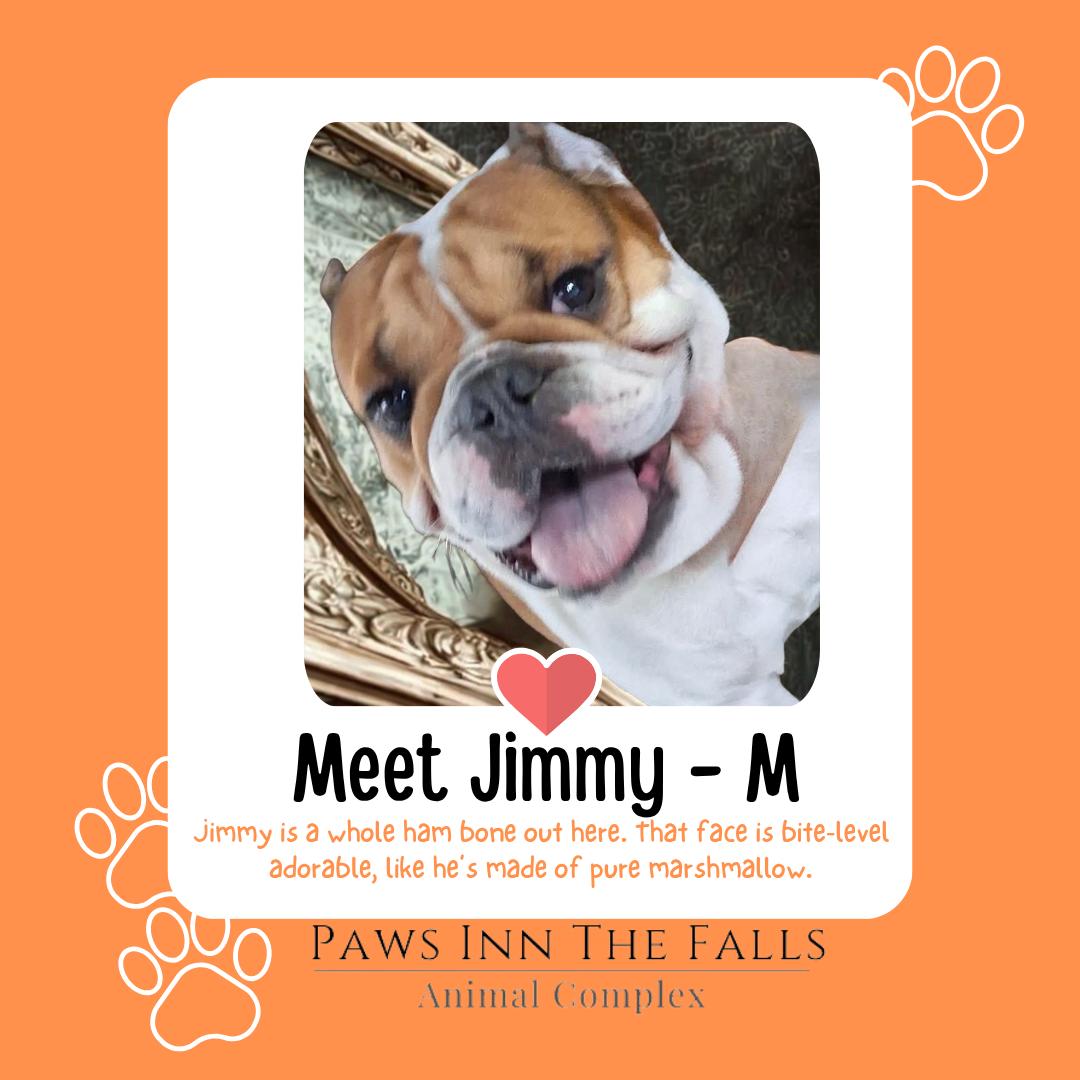 Enlarge Jimmy, an adopted English Bulldog in Wheatfield, NY image 1/1