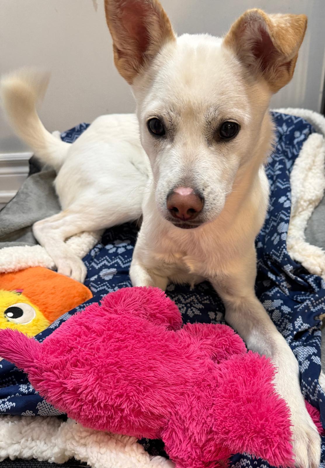 Lucas, Adoptable, Young Male Mixed Breed.